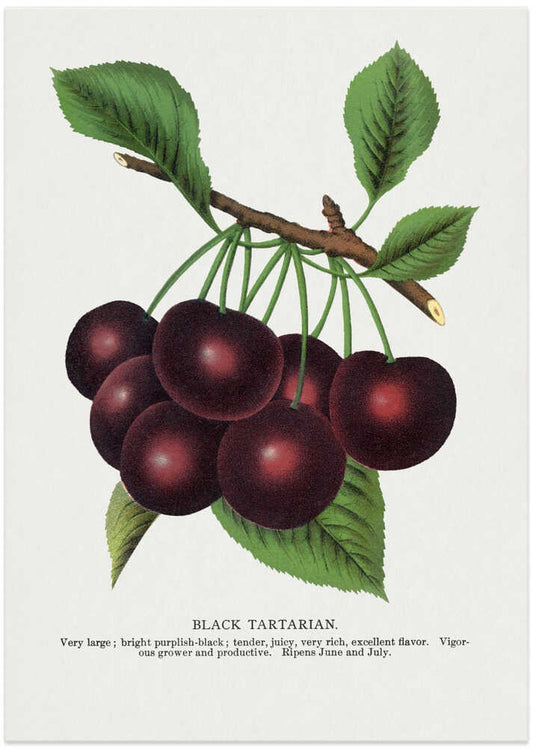 Black Tartarian Cherry Lithograph – B2B