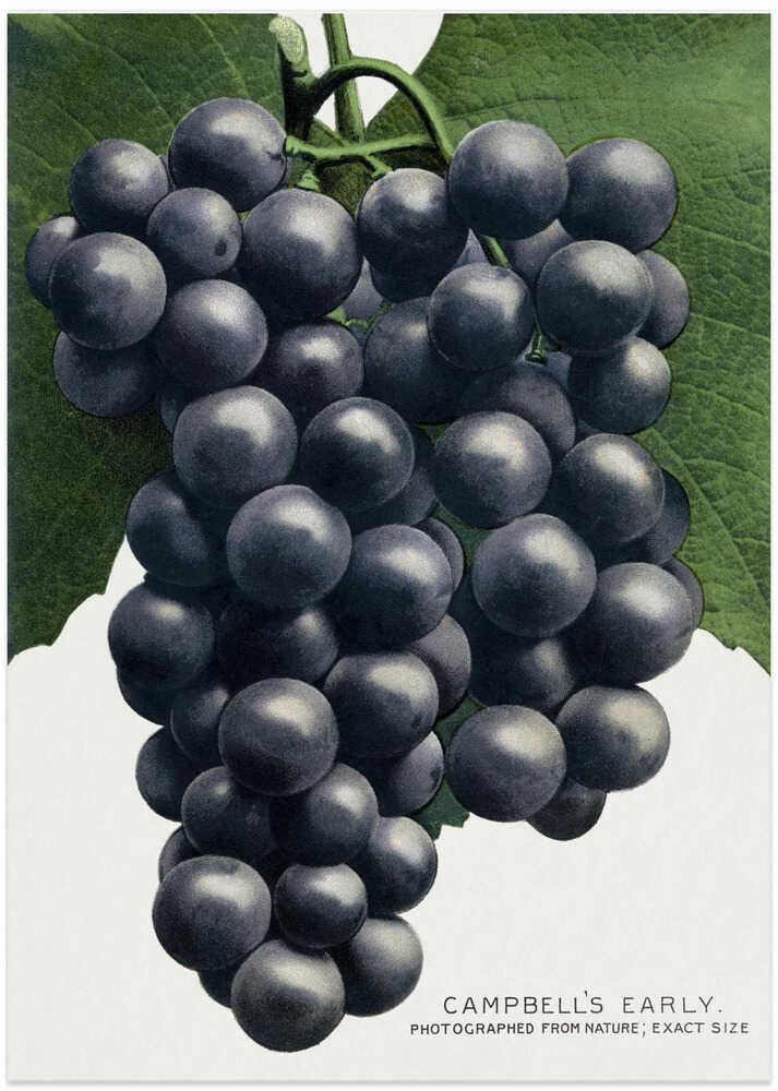 Campbell's Early Grape Lithograph – B2B
