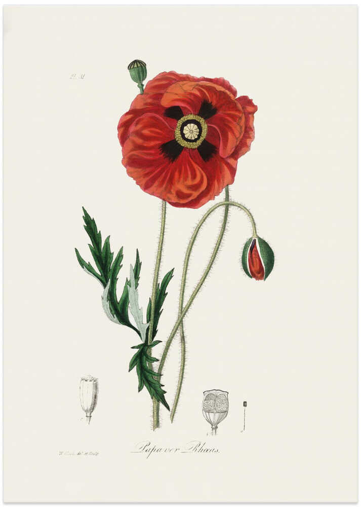 Common Poppy (papaver Rhoeas) Medical Botany – B2B