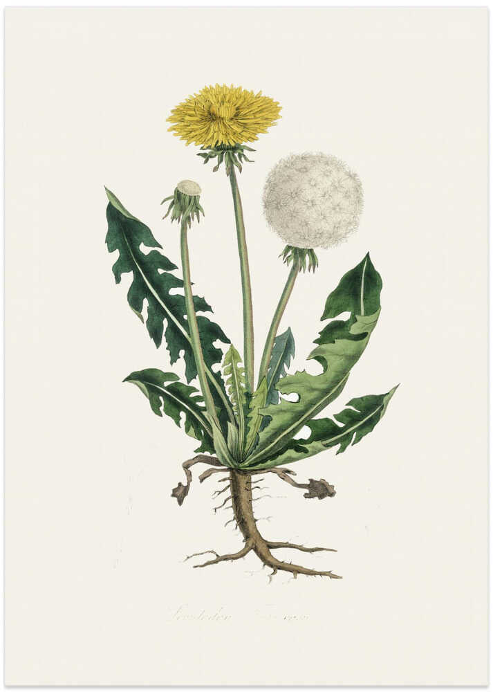 Leontodon Taraxacuma Medical Botany – B2B