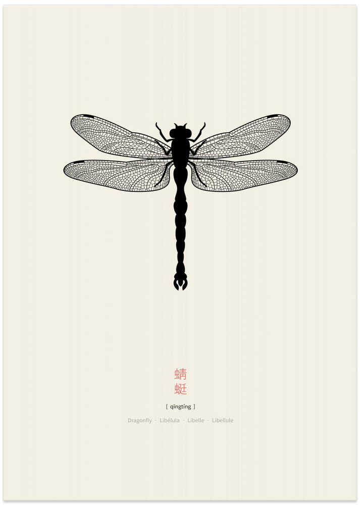 Elegant Dragonfly Study – B2B