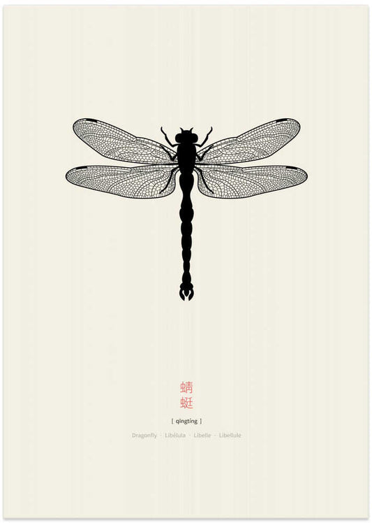 Elegant Dragonfly Study – B2B