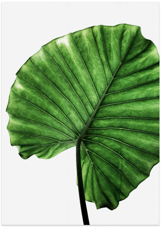 Leaves 11 – B2B