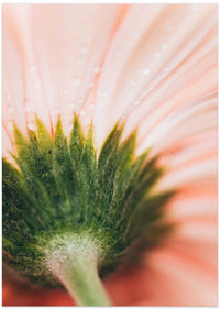 Soft Pink Flower – B2B