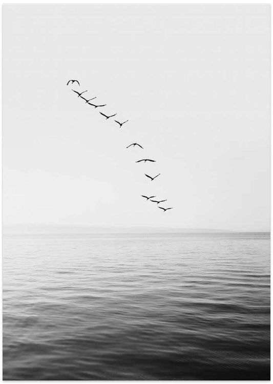 Flying Birds – B2B