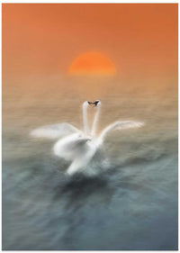 Romantic Swans Sunset – B2B