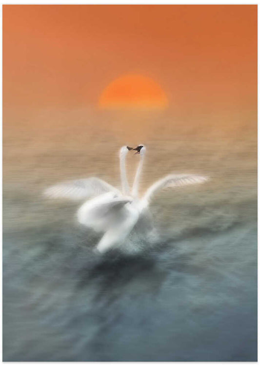 Romantic Swans Sunset – B2B