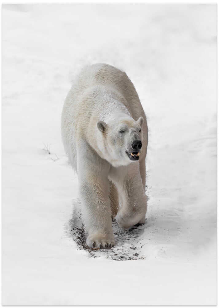 Polar Bear Walking – B2B