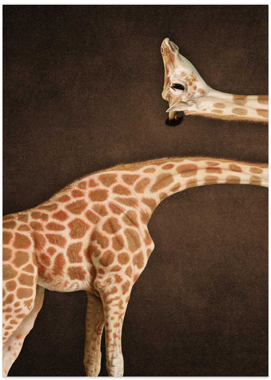 Spotted Giraffe Grace – B2B