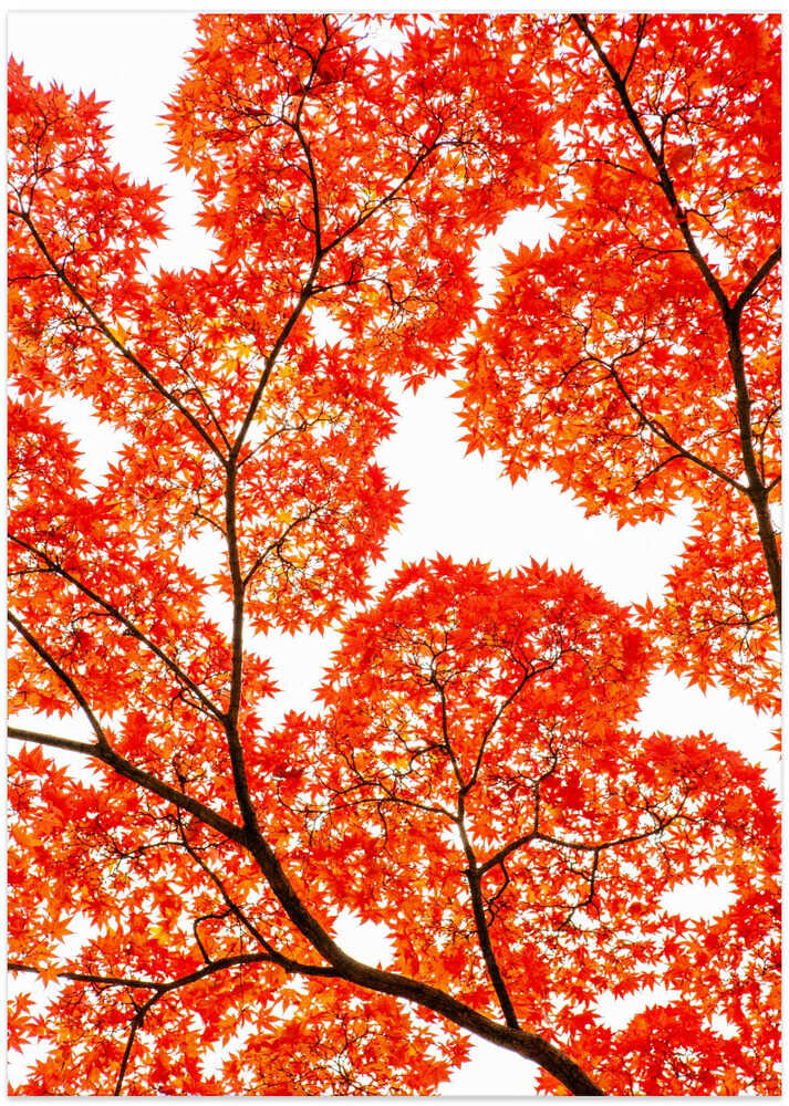 Geometry of Autumn Silence – B2B