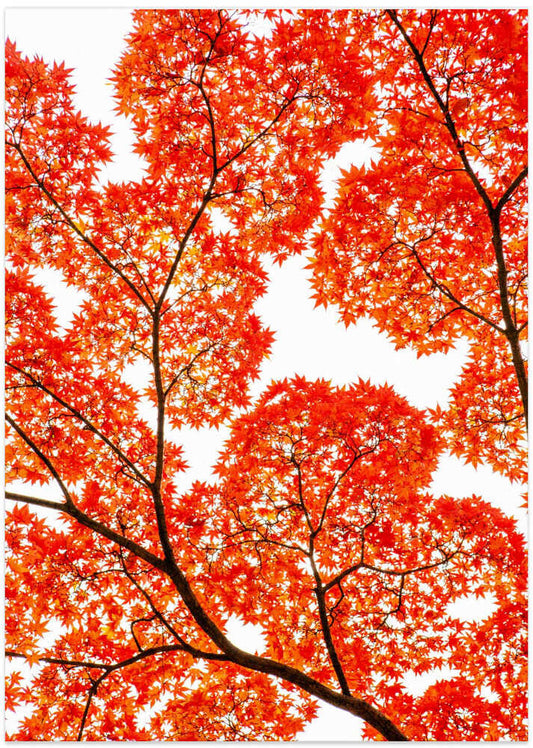 Fiery Autumn Maples – B2B
