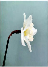 Narciso (2) – B2B