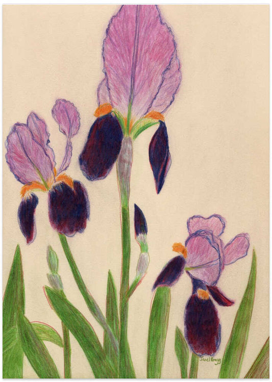 Irises – B2B