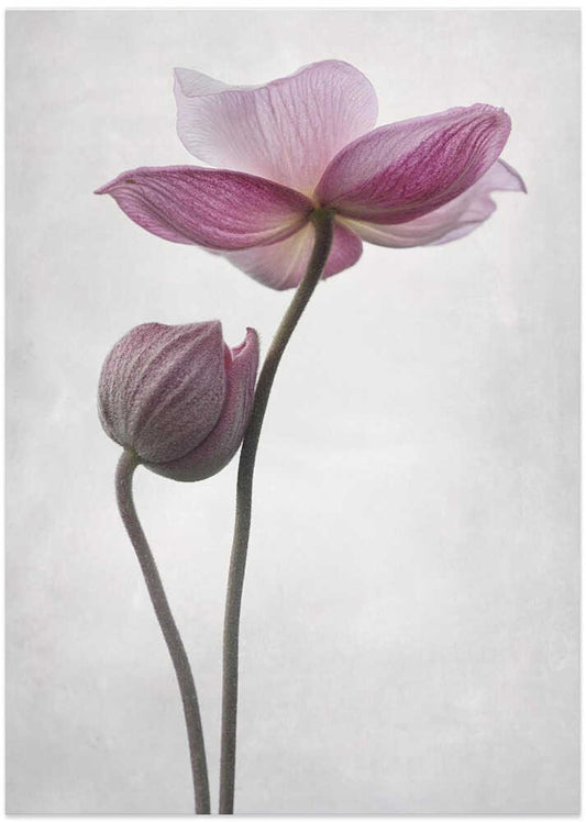 Backlit Pink Anemones – B2B